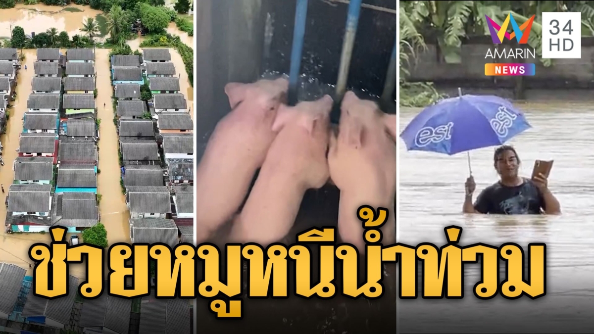 ชุลมุน! ขนย้ายลูกหมู 8,000 ตัว หนีน้ำท่วมใหญ่รอบ 70 ปี