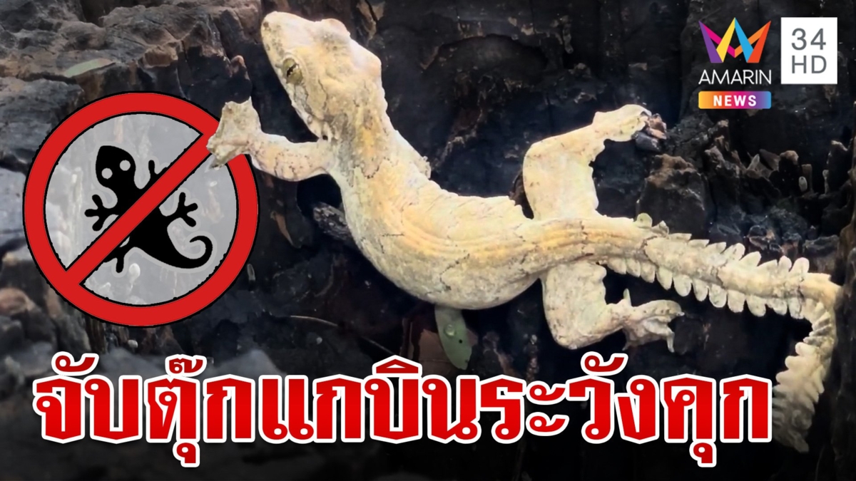 ห้ามเลี้ยง! ตุ๊กแกบินหางเฟิน ครอบครองไว้ระวังได้กินข้าวหลวง