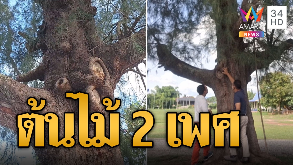 ฮือฮา! ต้นไม้แปลกมี 2 เพศขนาดใหญ่เท่าหน้า