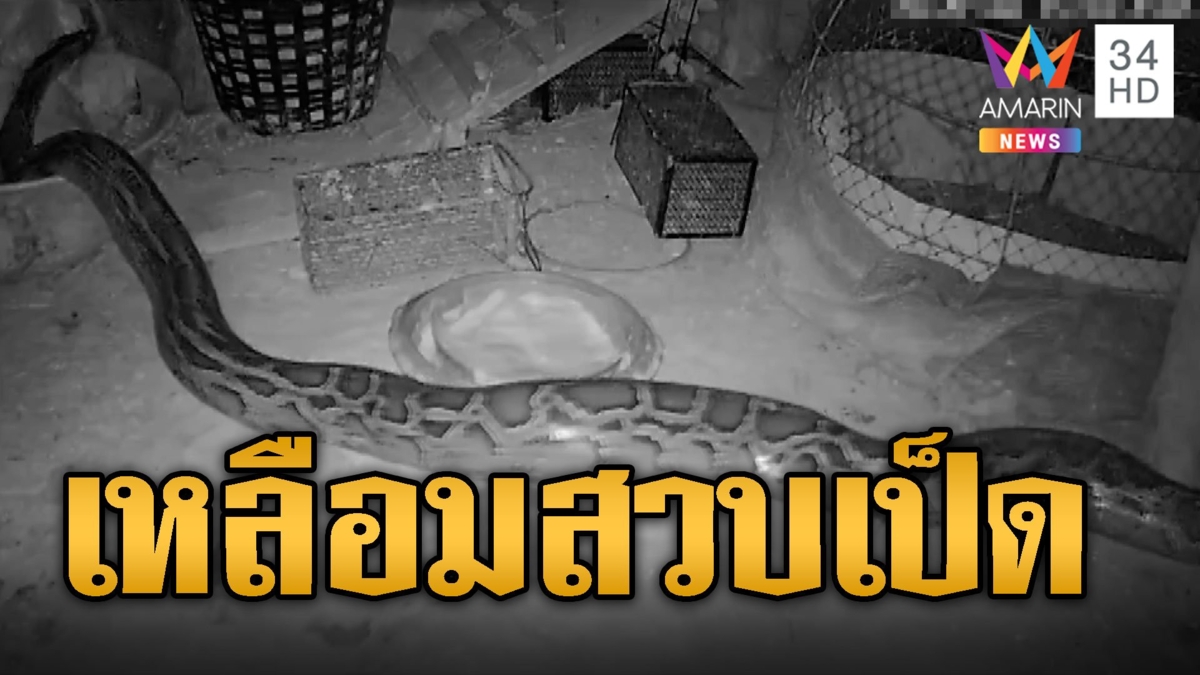 ร้องระงม! เหลือมยักษ์บุกสวบเป็ด เกือบหมดเล้า