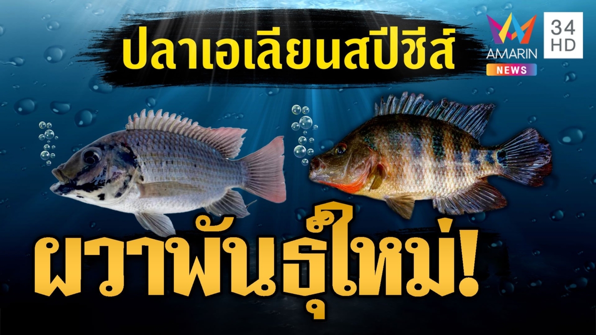 ผวา! ปลาหมอคางดำ ผสมมายันเป็นพันธุ์ใหม่