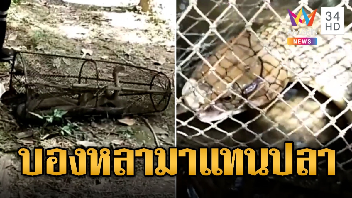 อยากได้ปลา แต่แทบช็อก! บองหลา 3 เมตรกลับมาแทน