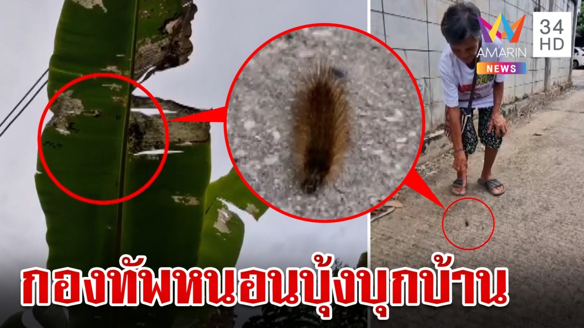 ขนลุก!กองทัพหนอนบุ้งบุกบ้าน วอนเจ้าหน้าที่ช่วยกำจัด คาดมากินใบไม้
