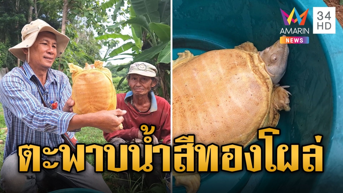 ฮือฮาโค้งสุดท้าย! ตะพาบน้ำสีทองโผล่ เชื่อมาให้โชคอุ้มถวายวัด