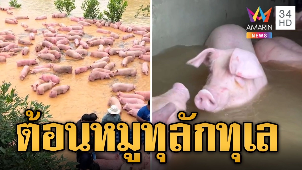 ฟาร์มอ่วม! ฝนถล่มน้ำท่วมฉับพลัน หมูลอยคอรอความช่วยเหลือ