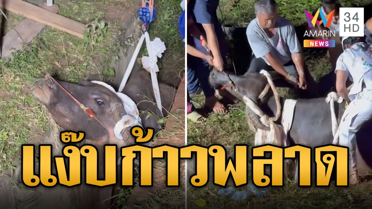 ทุลักทุเล! ควายก้าวพลาด ตกร่องคลองส่งน้ำ