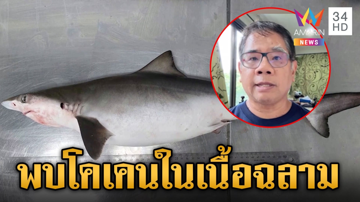 สุดช็อก!พบโคเคนในเนื้อฉลาม 13 ตัว ไขปริศนาที่มาโคเคนทะเลโลกน่าห่วง
