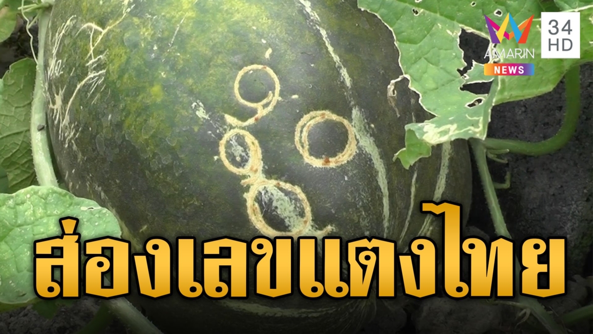 แตงไทยให้เลข ชาวบ้านแห่ตีเลขเด็ด