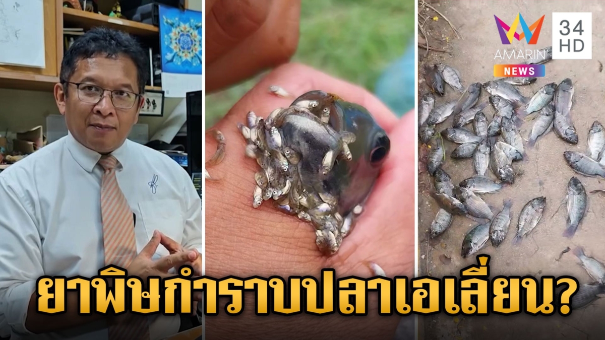 มหากาพย์ "ปลาหมอคางดำ" ระบาดหนักฆ่าไม่ตาย ผุดใช้ไซยาไนด์กำราบ