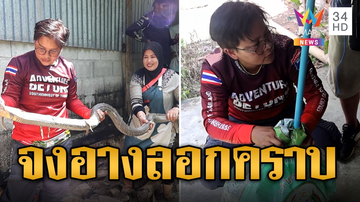 สะพรึง! จงอาง 4 เมตร ลอกคราบโพรงดินใต้ถุนบ้าน