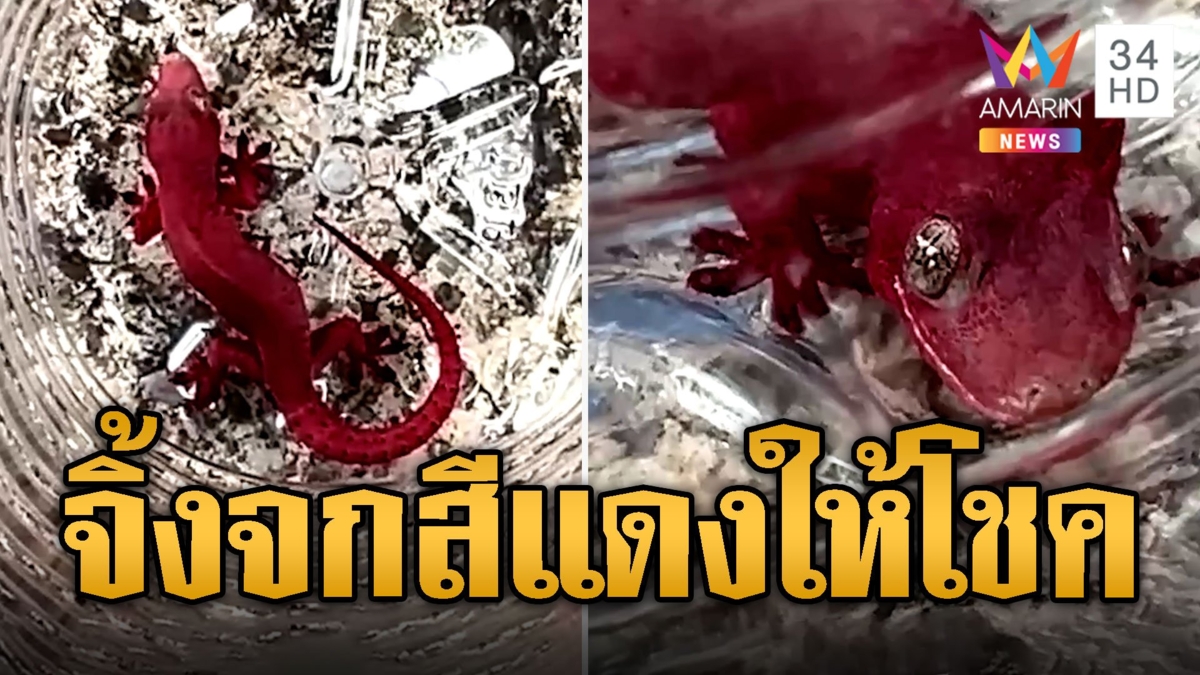 สุดแปลก! จิ้งจกสีแดงให้โชคถูกหวย 3 งวดติด