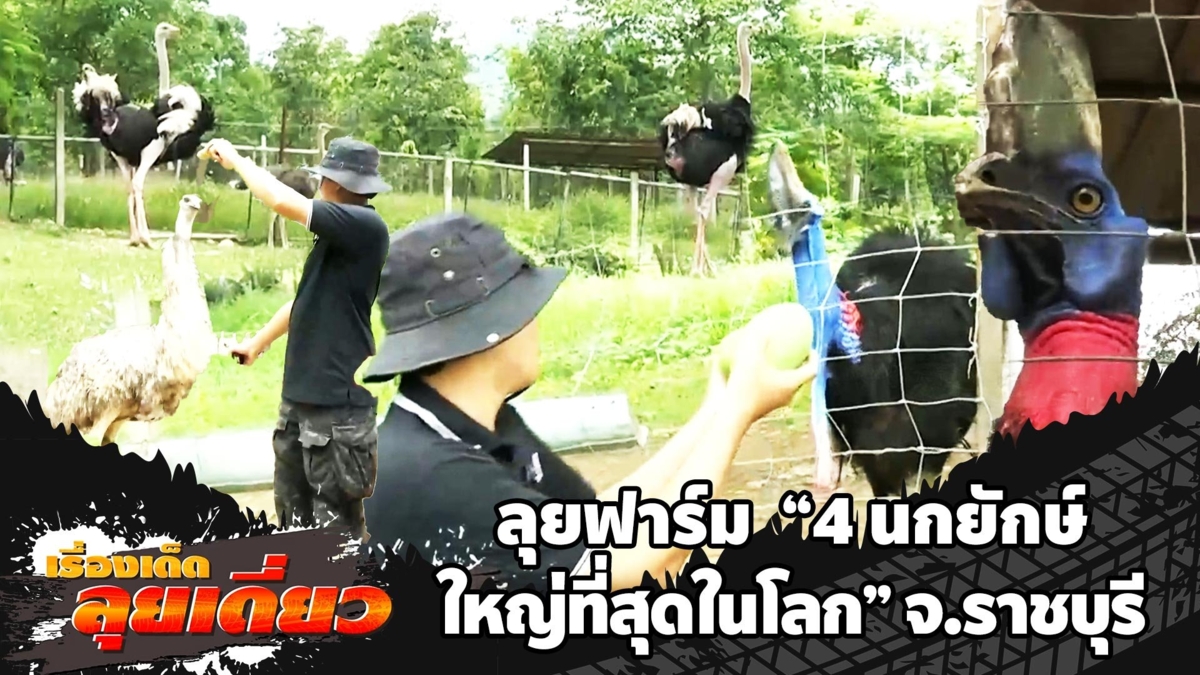 เรื่องเด็ดลุยเดี่ยว | ลุยฟาร์ม "4 นกยักษ์ใหญ่ที่สุดในโลก" จ.ราชบุรี