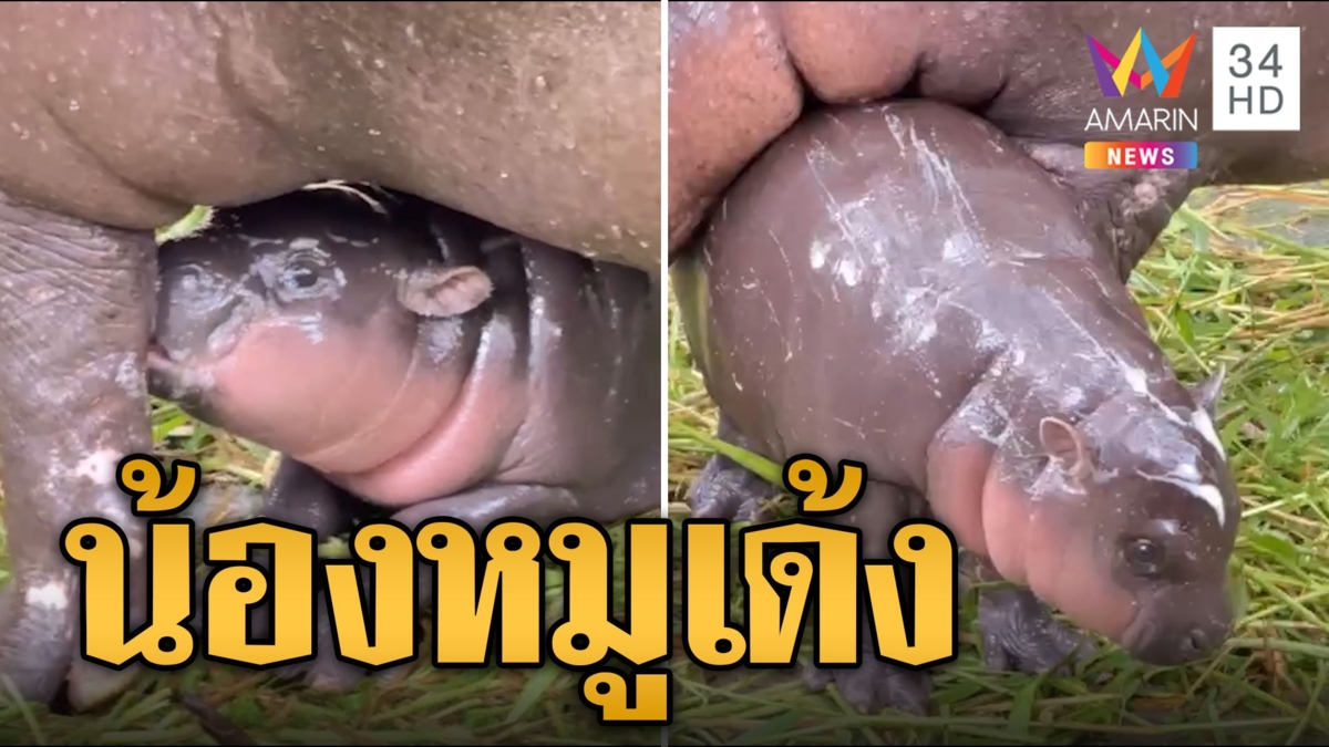 น่ารักมาก น้องหมูเด้ง ชื่อลูกฮิปโปแคระสวนสัตว์เขาเขียว