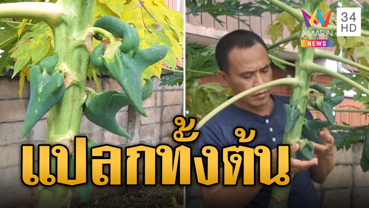 ฮือฮา! มะละกอแปลก ทั้งต้นไม่ปกติ