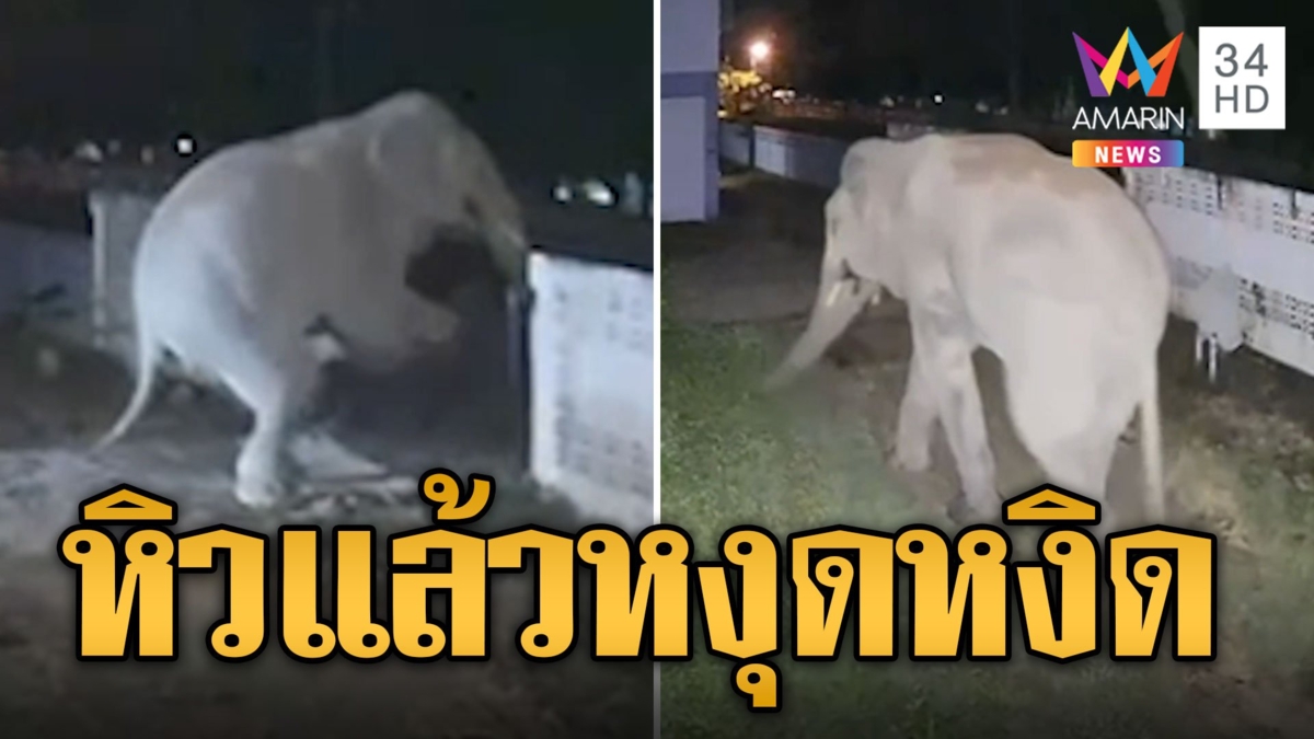 ช้างขี้หงุดหงิด! โมโหหิวบุกพังประตูรั้วโรงเรียน