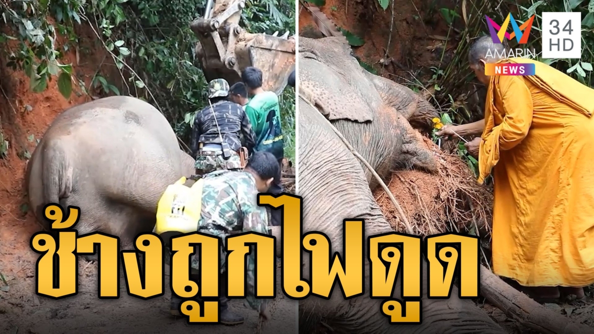 สลด! ช้างป่าหักกิ่งต้นไม้ พาดสายไฟแรงสูงถูกไฟดูดตาย
