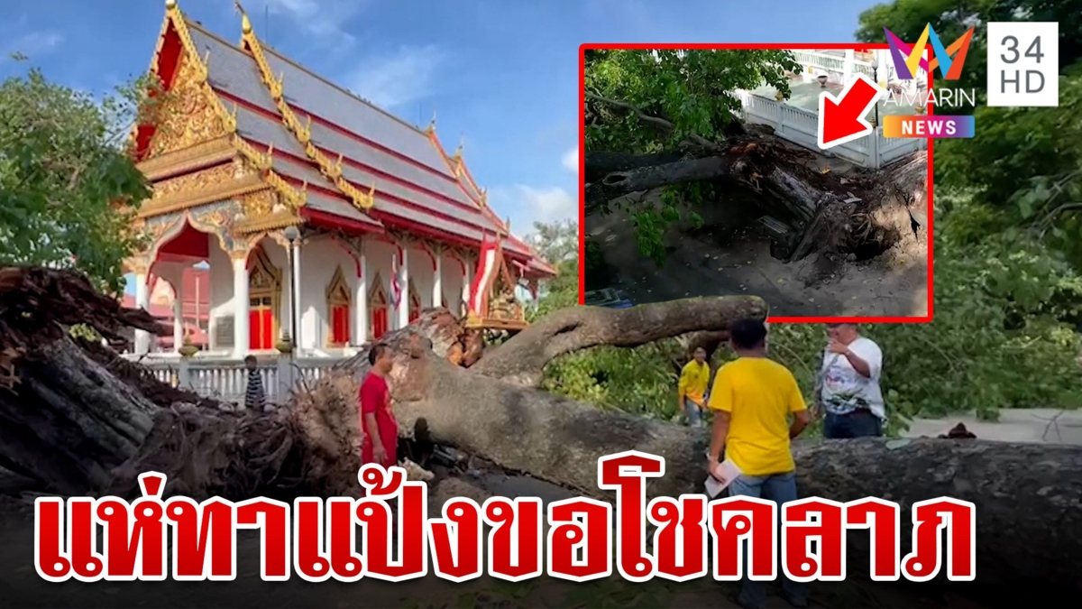 แห่สาธุ!ฟ้าผ่าโพธิ์ยักษ์ฉีก 3 ส่วน เชื่อปาฏิหาริย์หลวงพ่อช่วงแหวกไม่ให้โดนโบสถ์