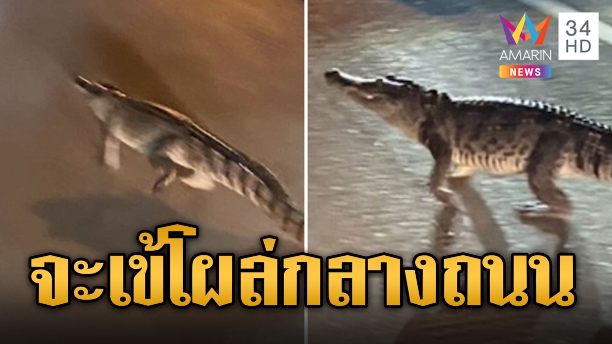 ชาวบ้านผวา จระเข่โผล่เดินชิลล์กลางถนน