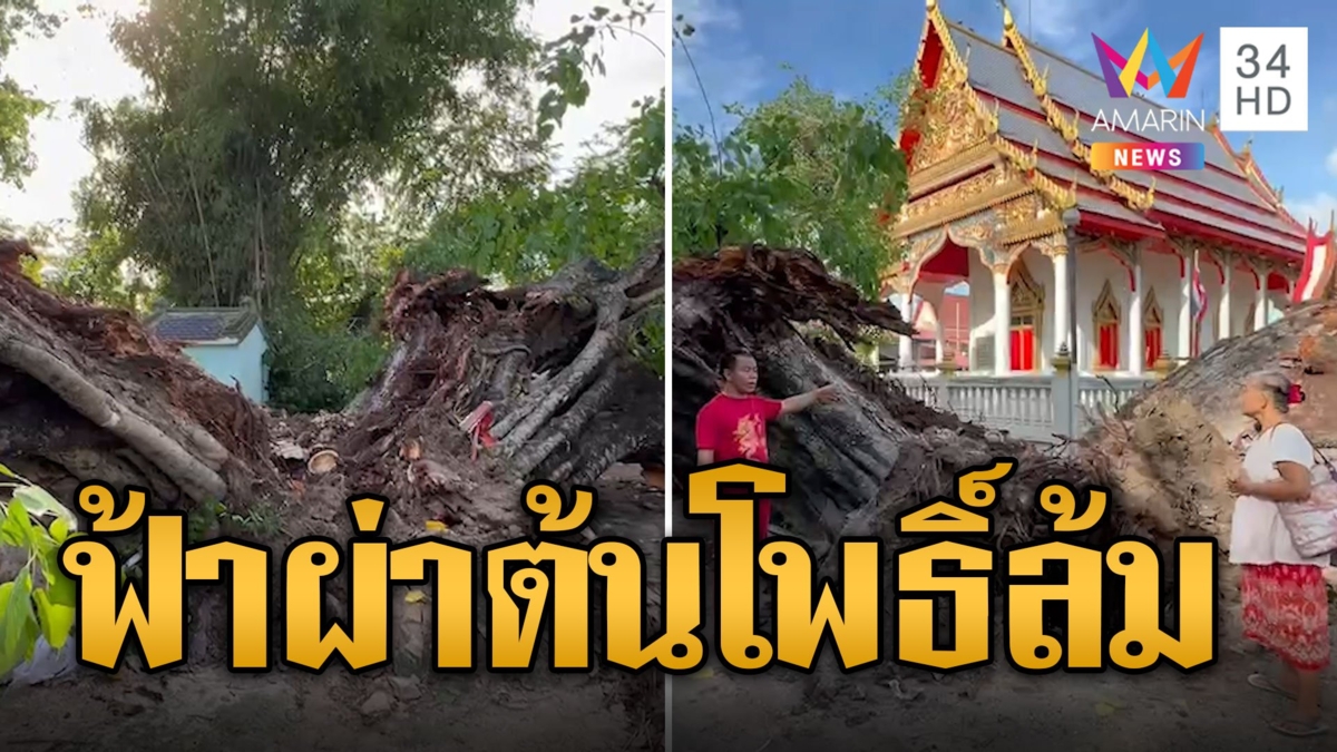 ฟ้าผ่าต้นโพธิ์ 200 ปีล้มแตกเป็น 3 แฉกไม่โดนโบสถ์