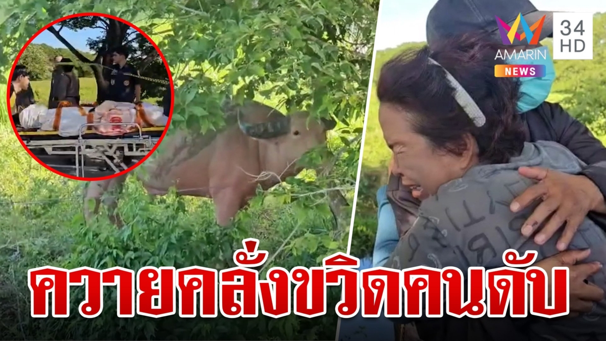 สลด!ควายเผือกคลั่งขวิดคนเลี้ยงเสียชีวิต เมียเหยื่อวอนเจ้าของเยียวยา