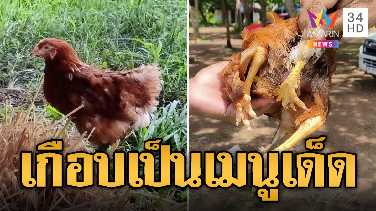 เกือบเป็นเมนู 'ไก่อบฟาง' รอดมาได้เพราะมี 3 ขา 5 นิ้ว
