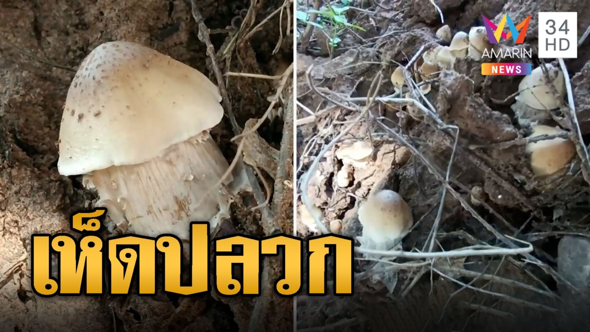 ชาวบ้านแห่ส่อง เห็ดแปลก โผล่ขึ้นยุบยับบนจอมปลวก