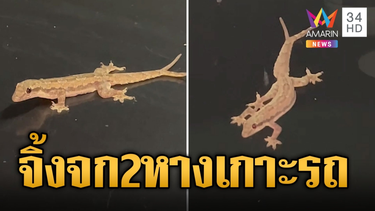 จิ้งจก 2 หางโผล่เกาะรถนักข่าว เชื่องวดนี้จะมีโชค