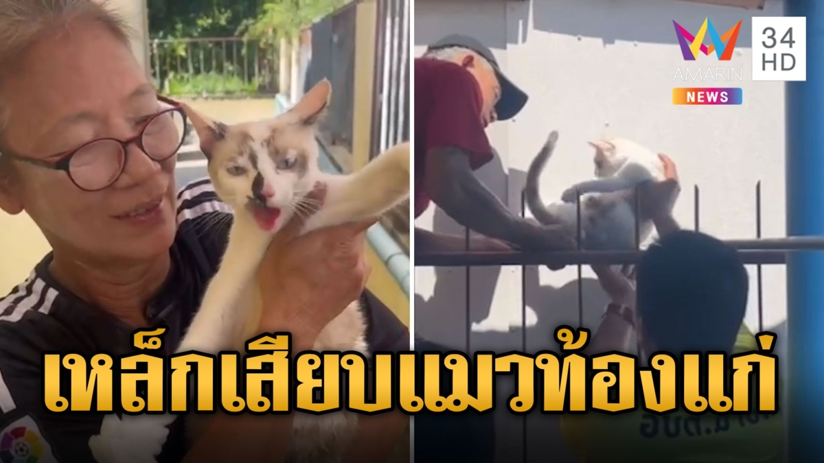 ช่วยระทึก! แม่แมวท้องแก่ตกหลังคา ถูกเหล็กเสียบรอดหวุดหวิด