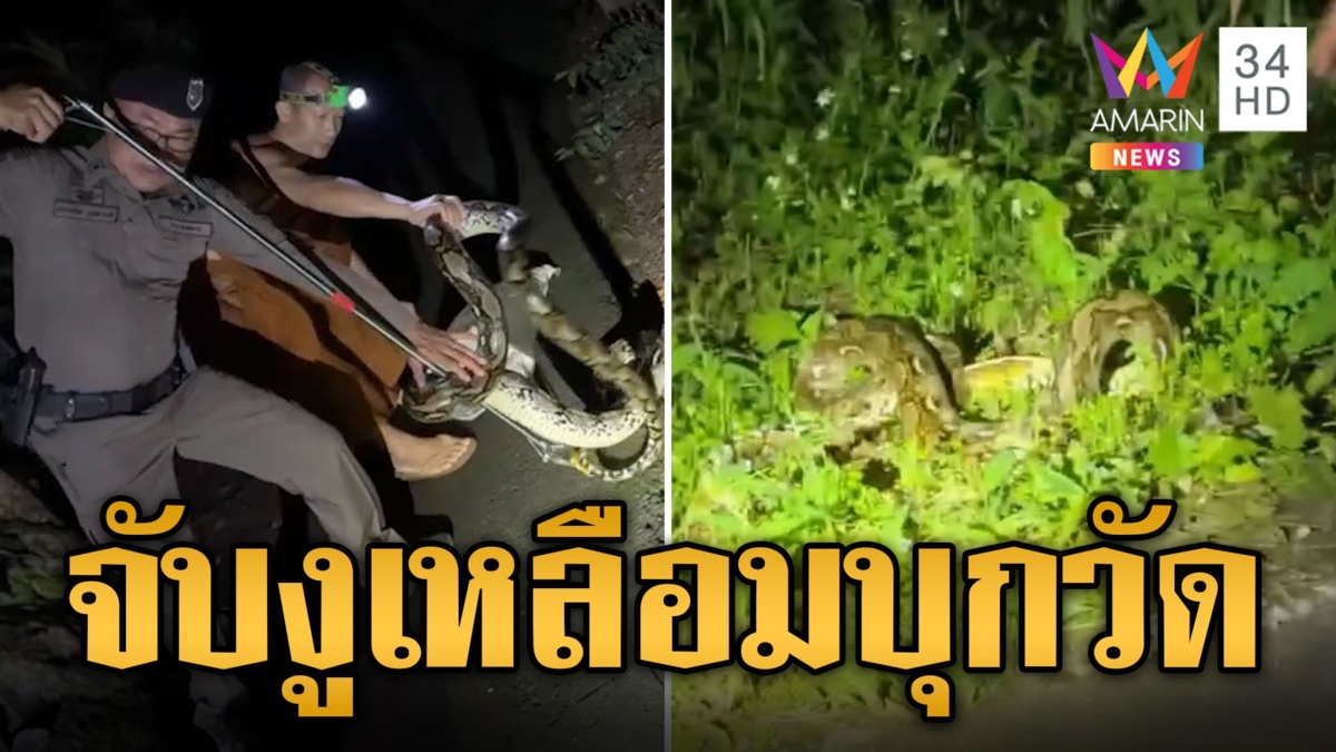 หลวงพี่มาช่วยแล้ว บุกจับงูเหลือมตัวยักษ์