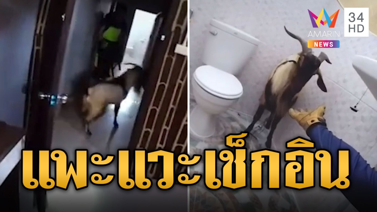 ไล่จับวุ่น! แพะแวะเช็กอินโรงแรม เดินขึ้นชั้นสามเข้าห้องพักพักผ่อน