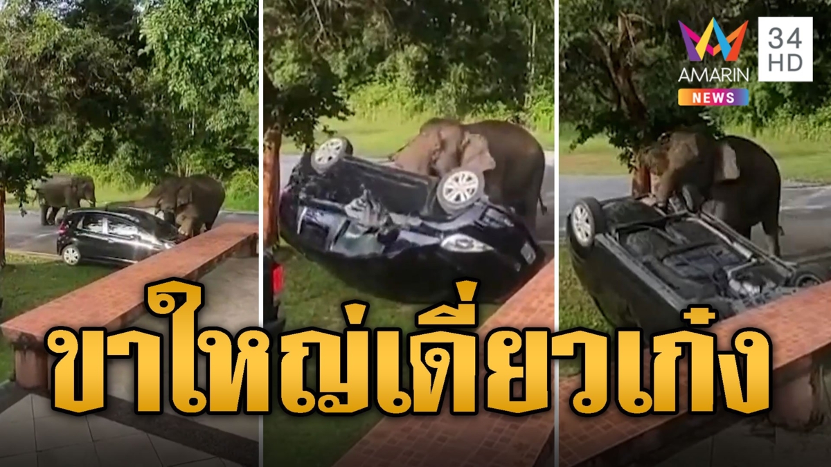 ช้างป่าขาใหญ่! ลงจากป่าใส่เดี่ยวเก๋ง