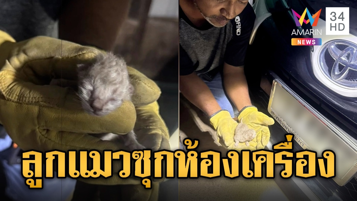 ช่วยลูกแมวติดห้องเครื่องรถยนต์ แห่ส่องเลขทะเบียนลุ้นโชค