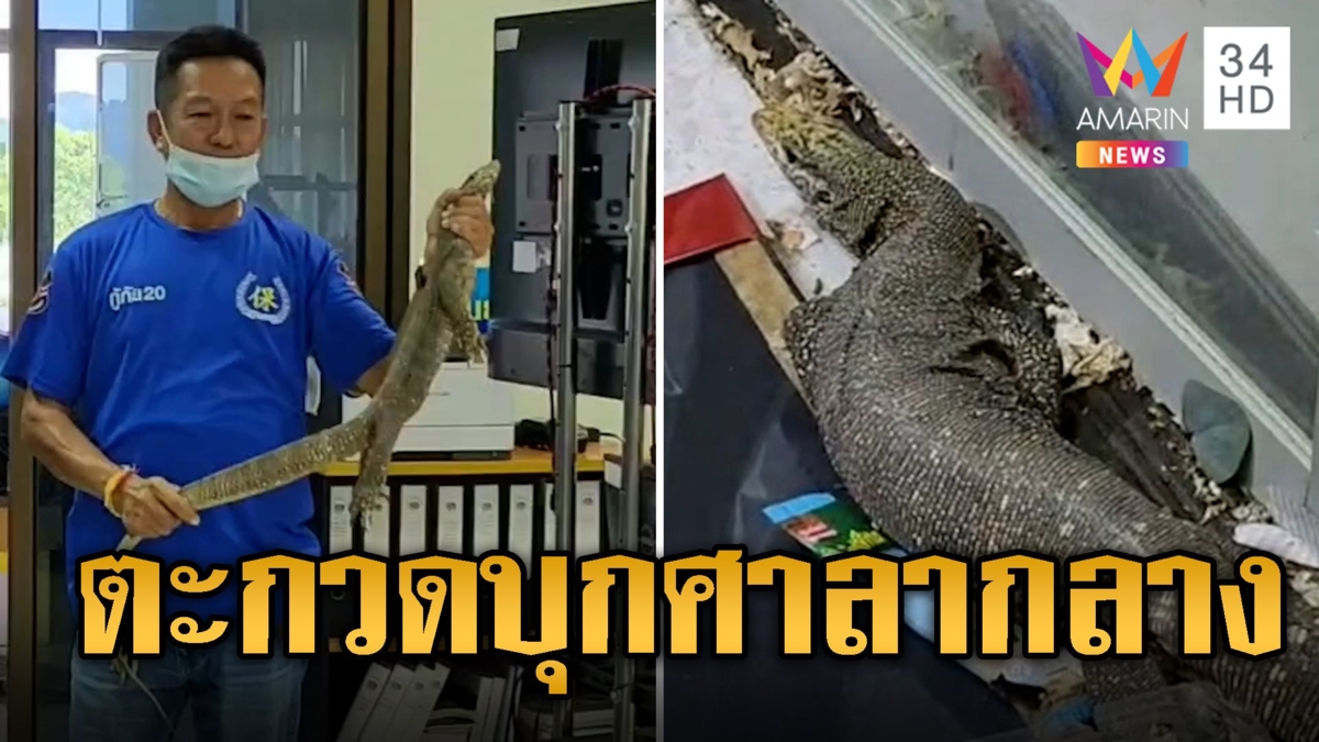 ชาวบ้านแตกตื่น ตะกวดบุกศาลากลาง จ.กระบี่