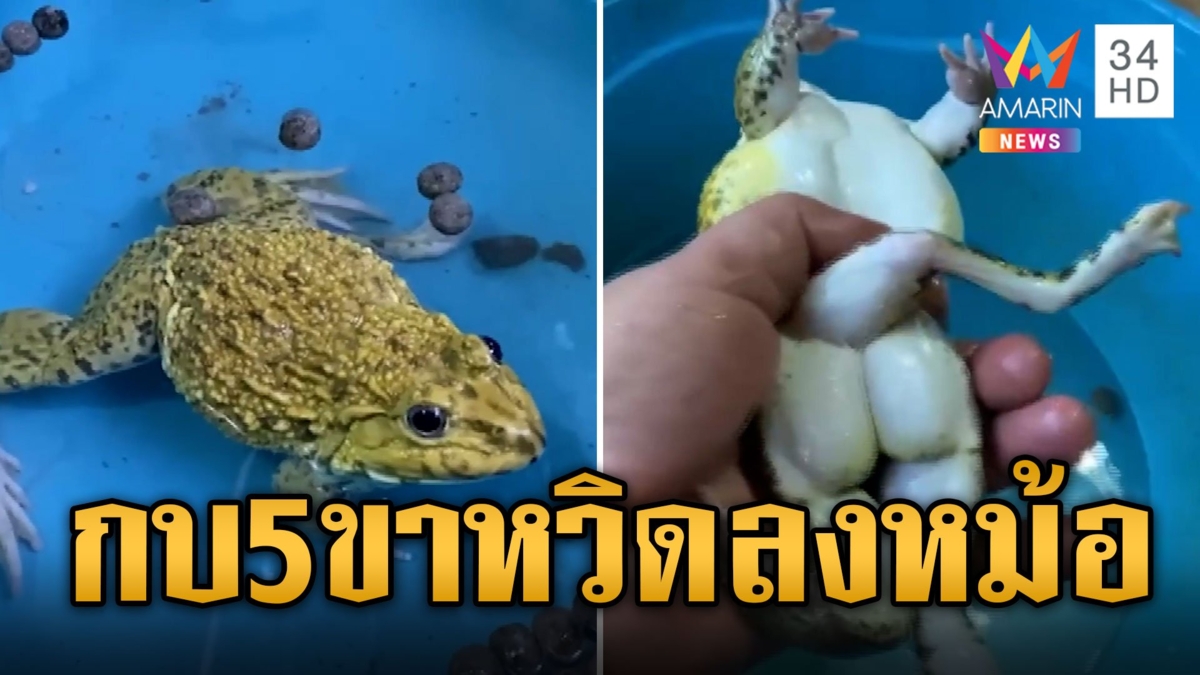 ฮือฮา กบอวบอ้วน 5 ขา หวิดลงหม้อแห่ส่องเลขเด็ด