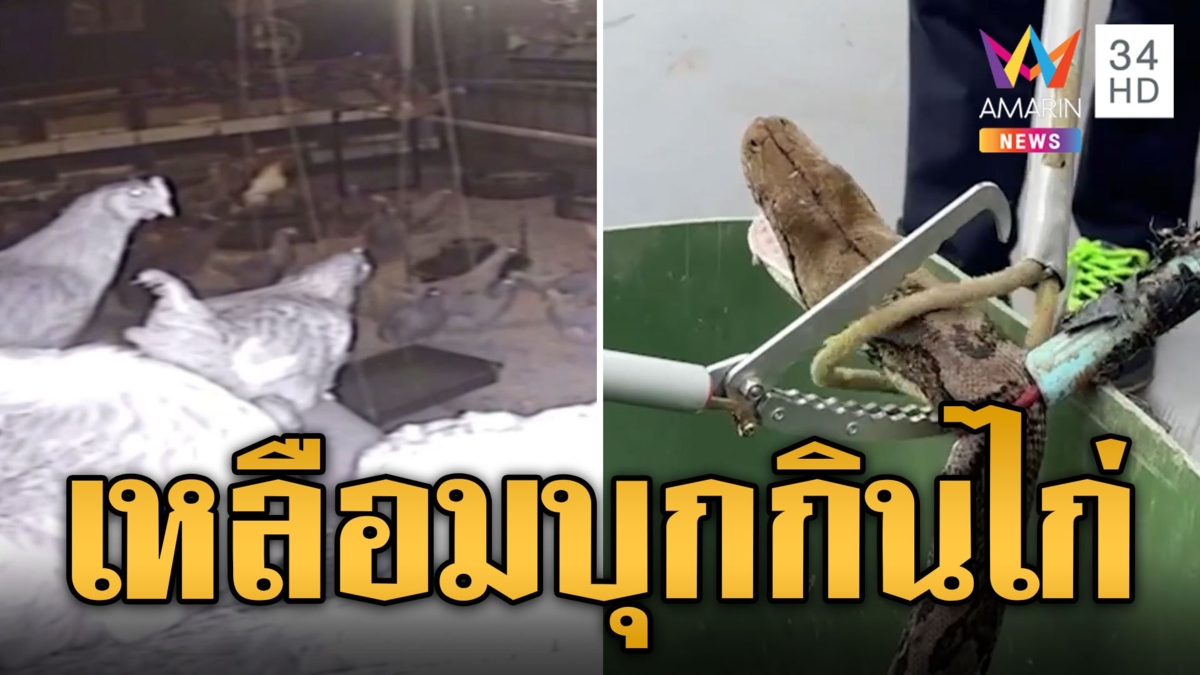 แตกตื่นทั้งเล้า! เหลือมยาว 4 เมตร บุกเขมือบไก่