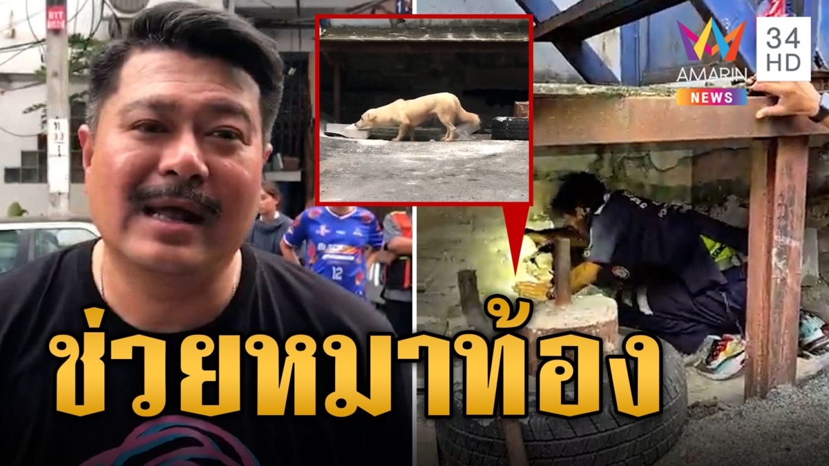 ทุกชีวิตมีค่า!'วันอยู่บำรุง'ใจถึงพึ่งได้ ช่วยหมาท้องถูกโบกปูนขังใต้ตึก