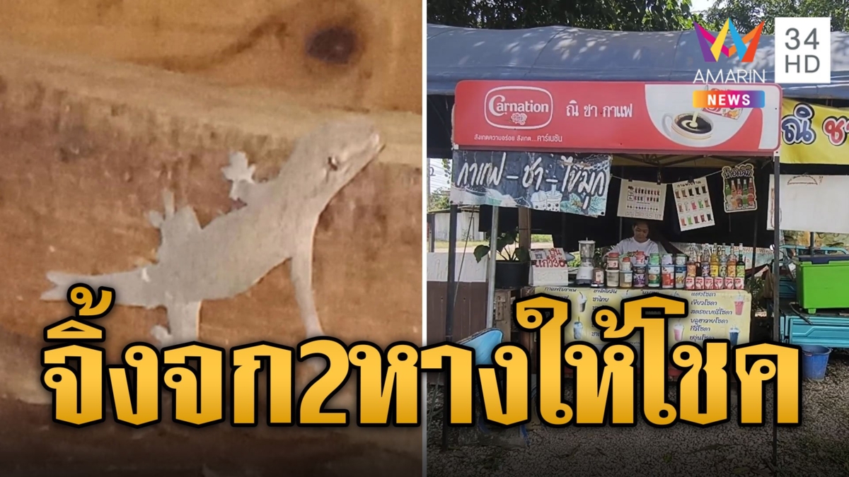 จิ้งจก 2 หางโผล่ร้านกาเเฟ เชื่อมาให้โชค