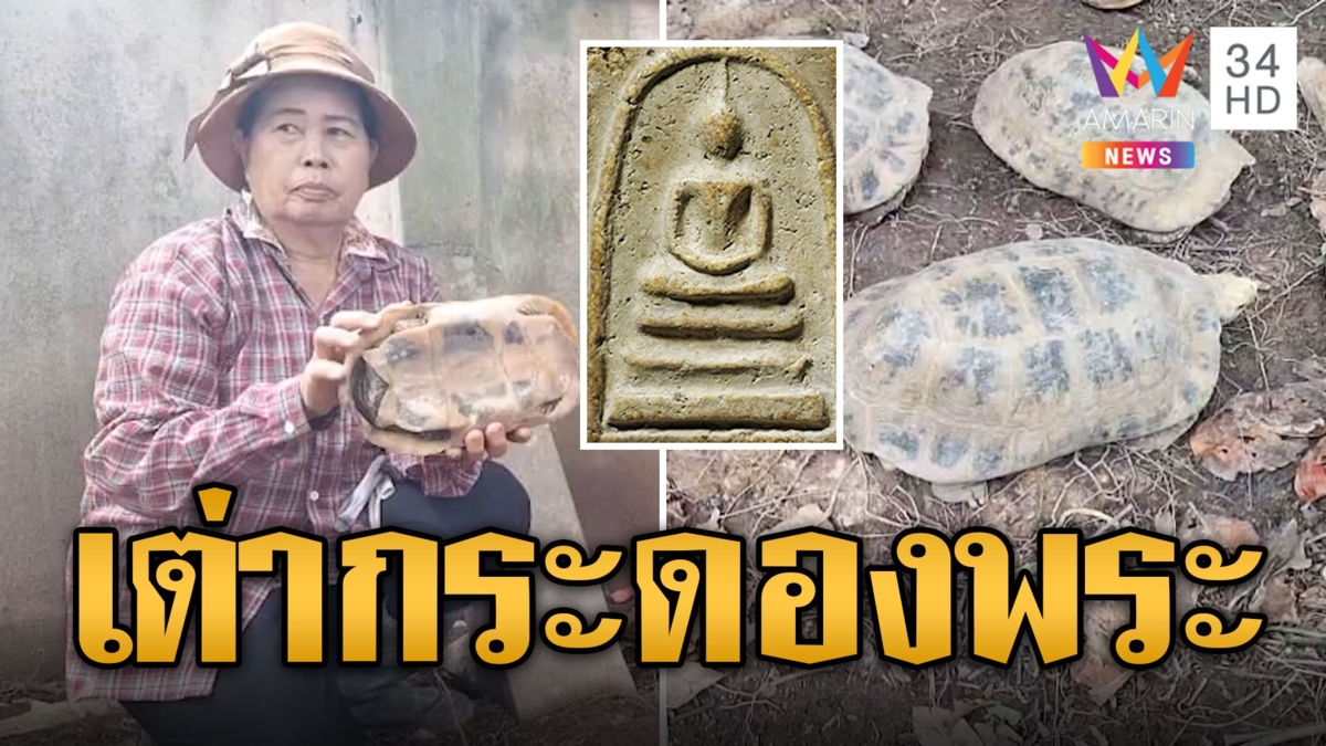 ฮือฮา เต่าดิน กระดองรูปพระสมเด็จ ชาวบ้านช่วยกันเลี้ยงกว่า 20 ตัว