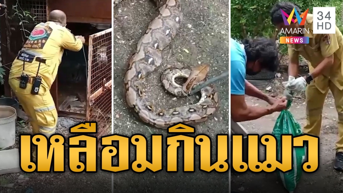 ทาสแมวใจสลาย เหลือมบุกกรงสวบไม่เหลือ