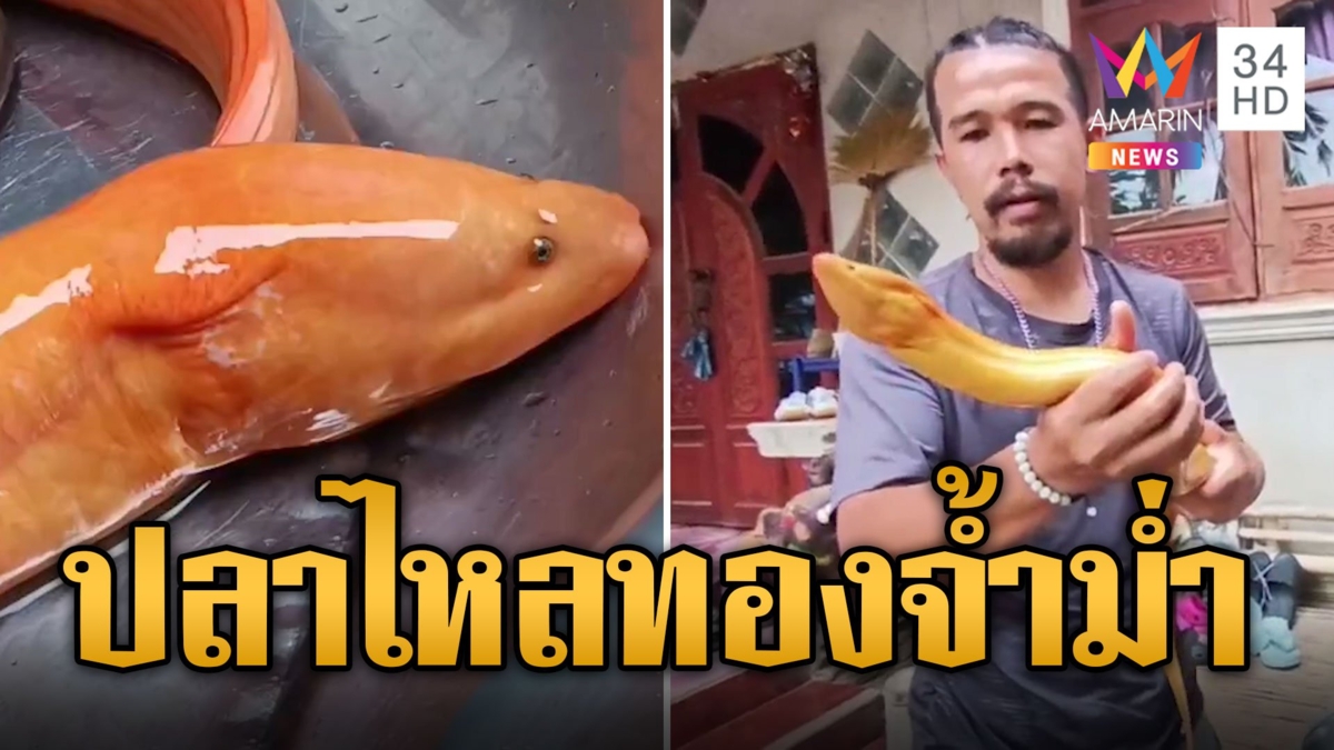 หายาก ปลาไหลสีทองตัวอ้วนจ้ำม่ำ เชื่อมาให้โชค