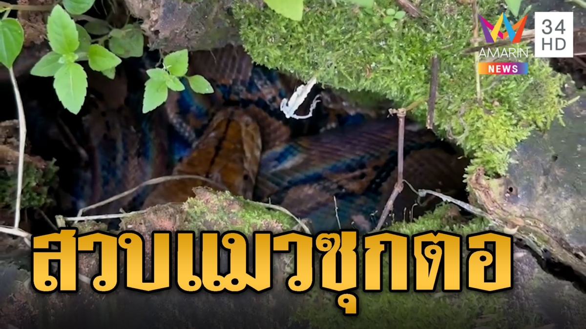 ส่องเลขเด็ด เหลือมหางกุด สวบแมวก่อนซุกตอไม้