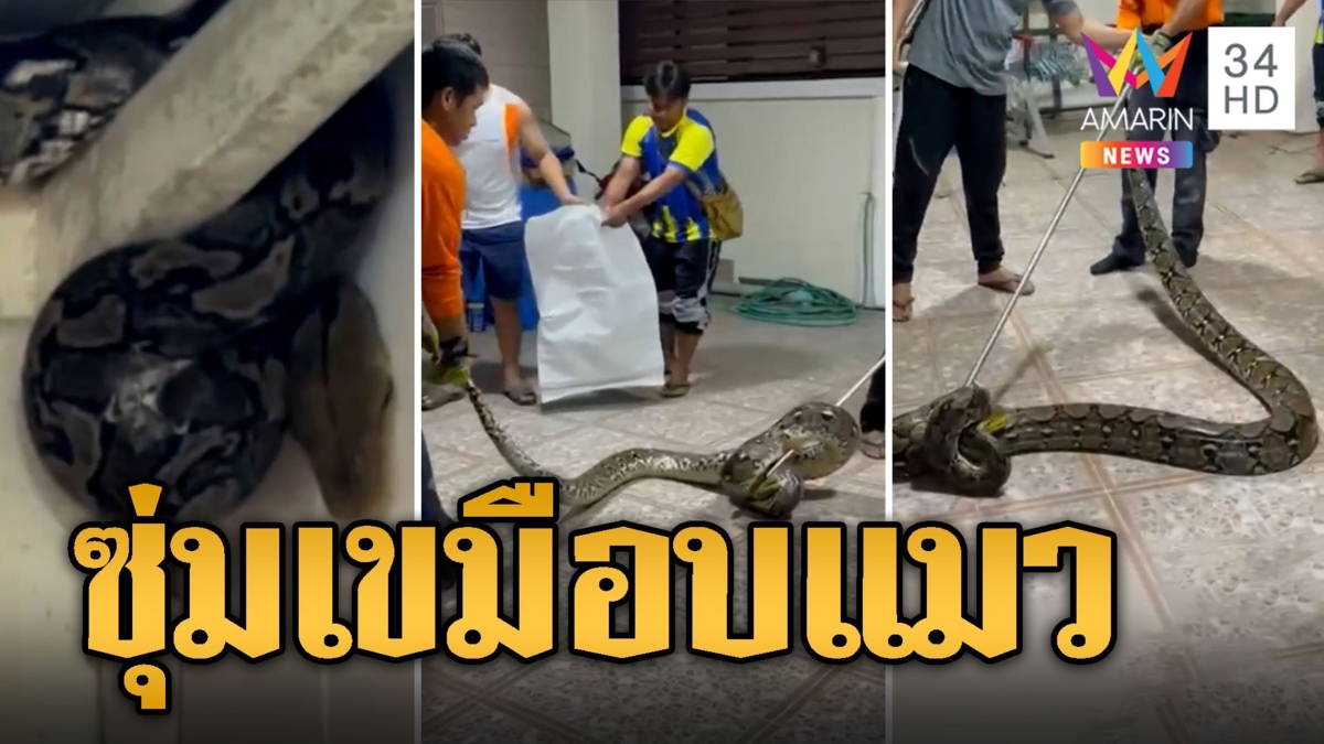 กู้ภัยรวมพลัง 4 คน จับงูเหลือม 4 เมตรซุ่มเขมือบแมว