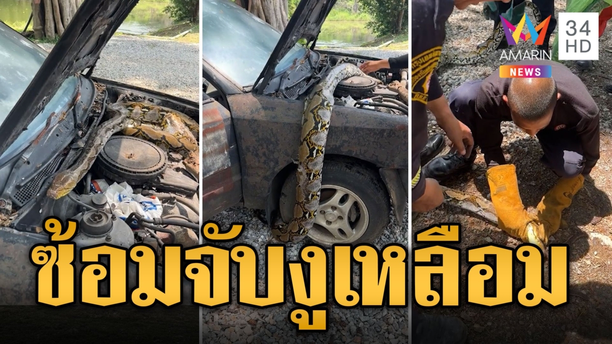 ซ้อมจับงูเหลือมซุกห้องเครื่อง คอหวยแห่ส่องทะเบียน