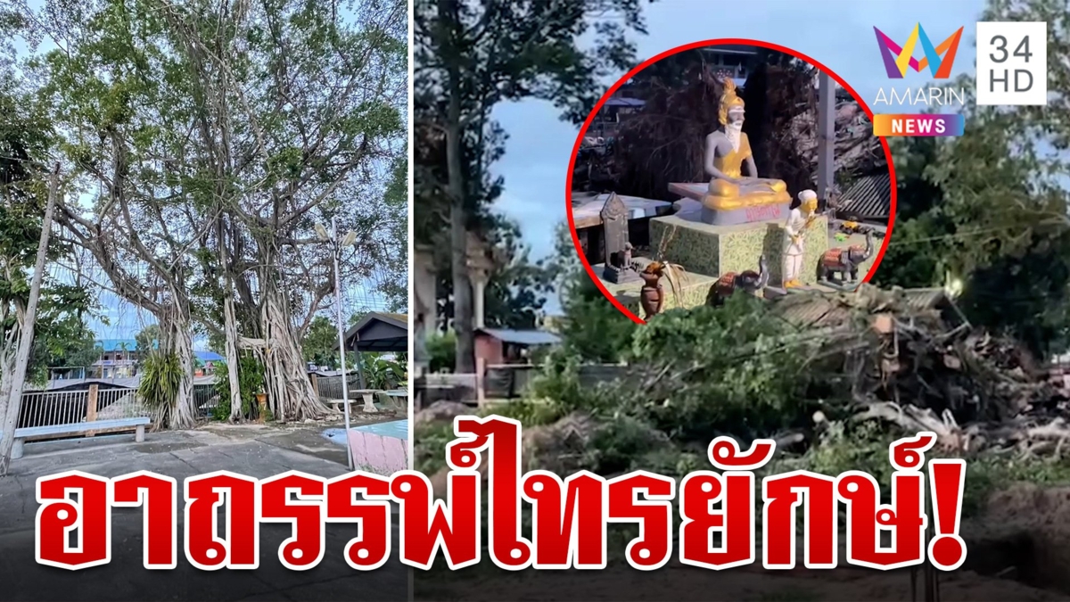 อาถรรพ์ไทรยักษ์! เหมือนกับสิ่งศักดิ์สิทธิ์รับรู้ โค่นล้มก่อนถูกตัด