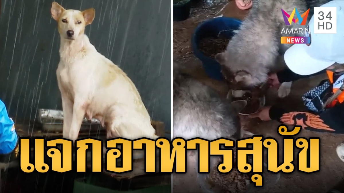 ลุยแจกอาหาร ให้หมาหิวโซ