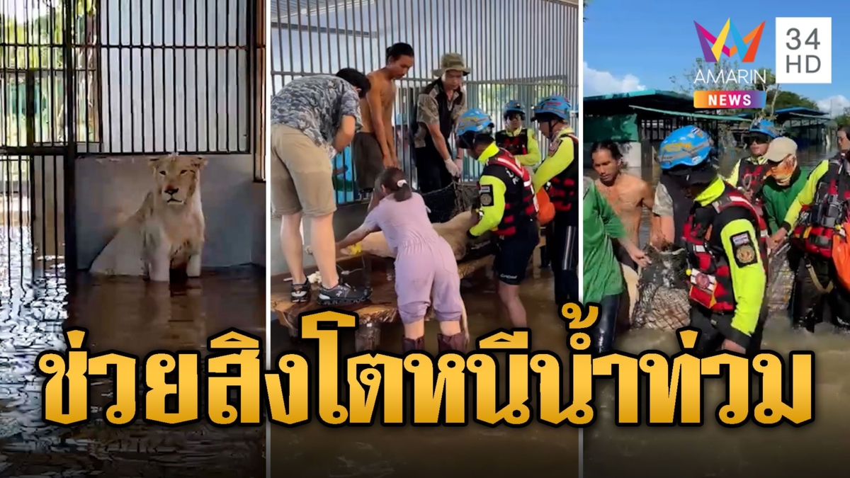 ภารกิจสุดระทึก! ป่อเต็กตึ๊ง ช่วยอพยพสิงโตหนีน้ำท่วม
