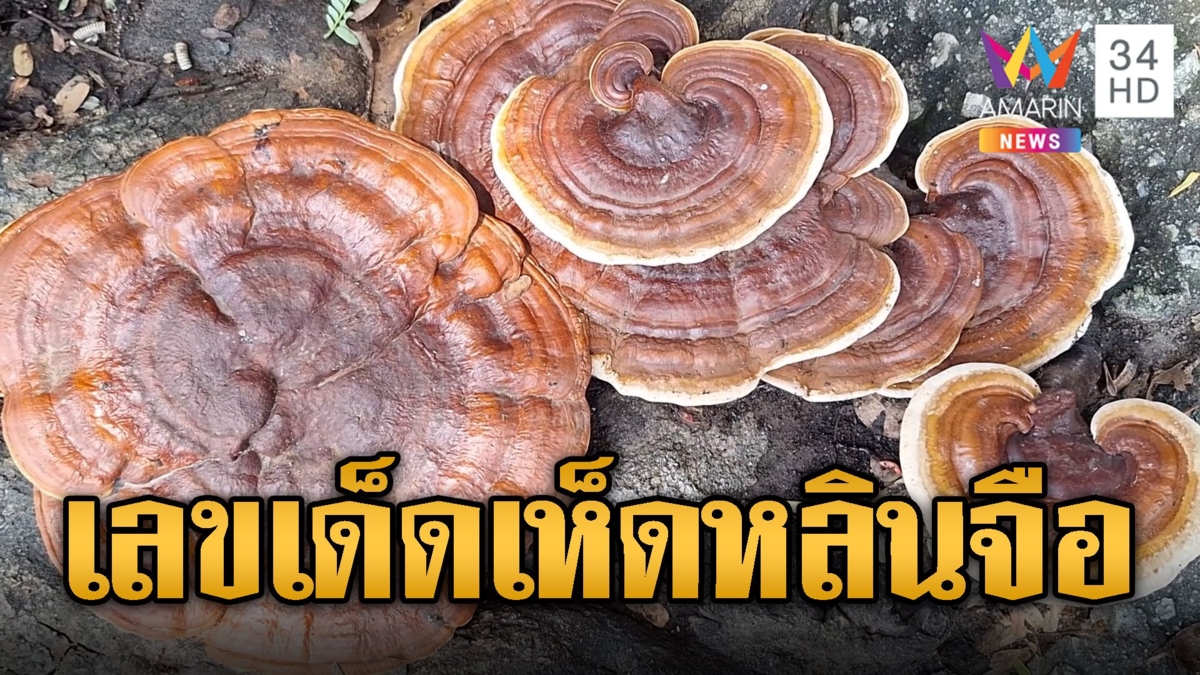 แห่ส่องเลขเด็ด เห็ดหลินจือยักษ์ ขึ้นใต้ต้นมะขาม 100 ปี