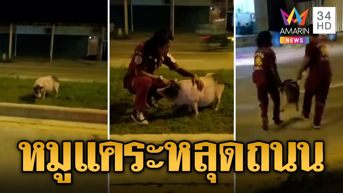 ตื่นทั้งถนน หมูแคระหลุด กู้ภัยไล่จับพาส่งบ้าน
