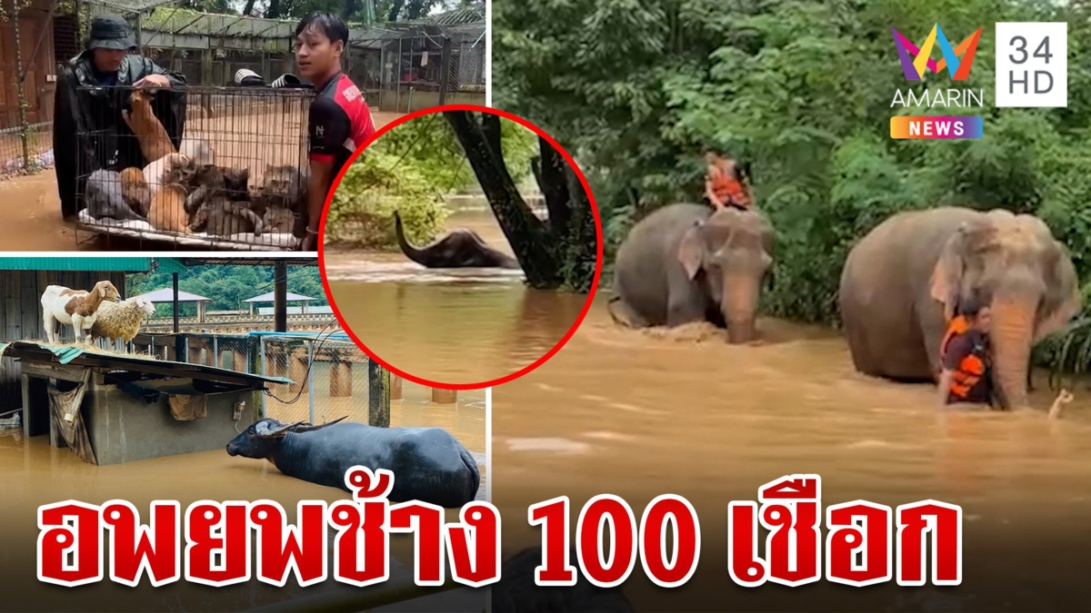 อพยพวุ่น! ช่วยช้าง 100 เชือกหนีน้ำป่าทะลักท่วมแม่แตง