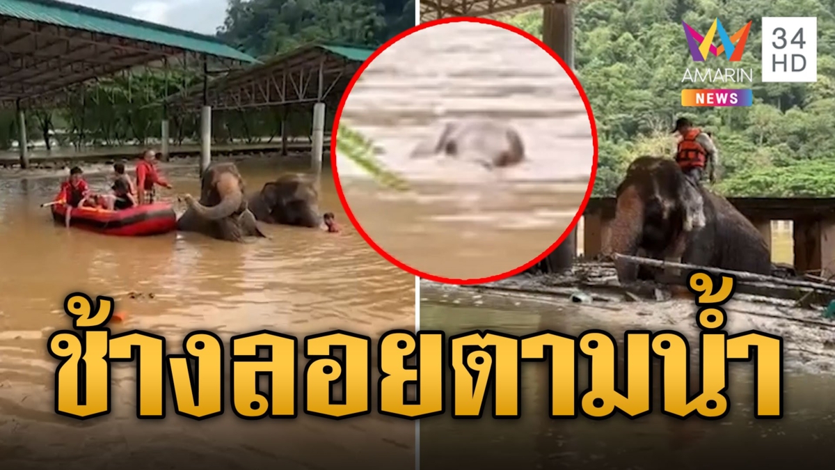 ช้างยังต้านไม่ไหว! น้ำป่าพัดลอยคอ มองไม่เห็น ชูงวงขอความช่วยเหลือ